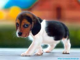 beagle-puppy.jpg&h=94&w=125&usg=__PTsJj58FQILA54QcynPfZ3lLeUg=