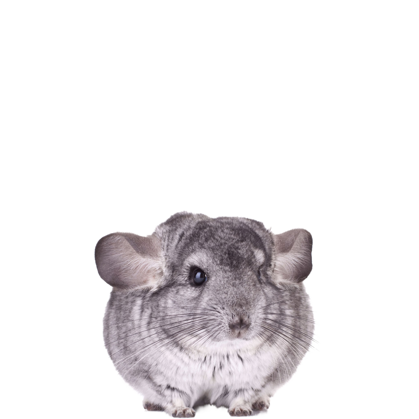 how much do chinchillas cost at petco
