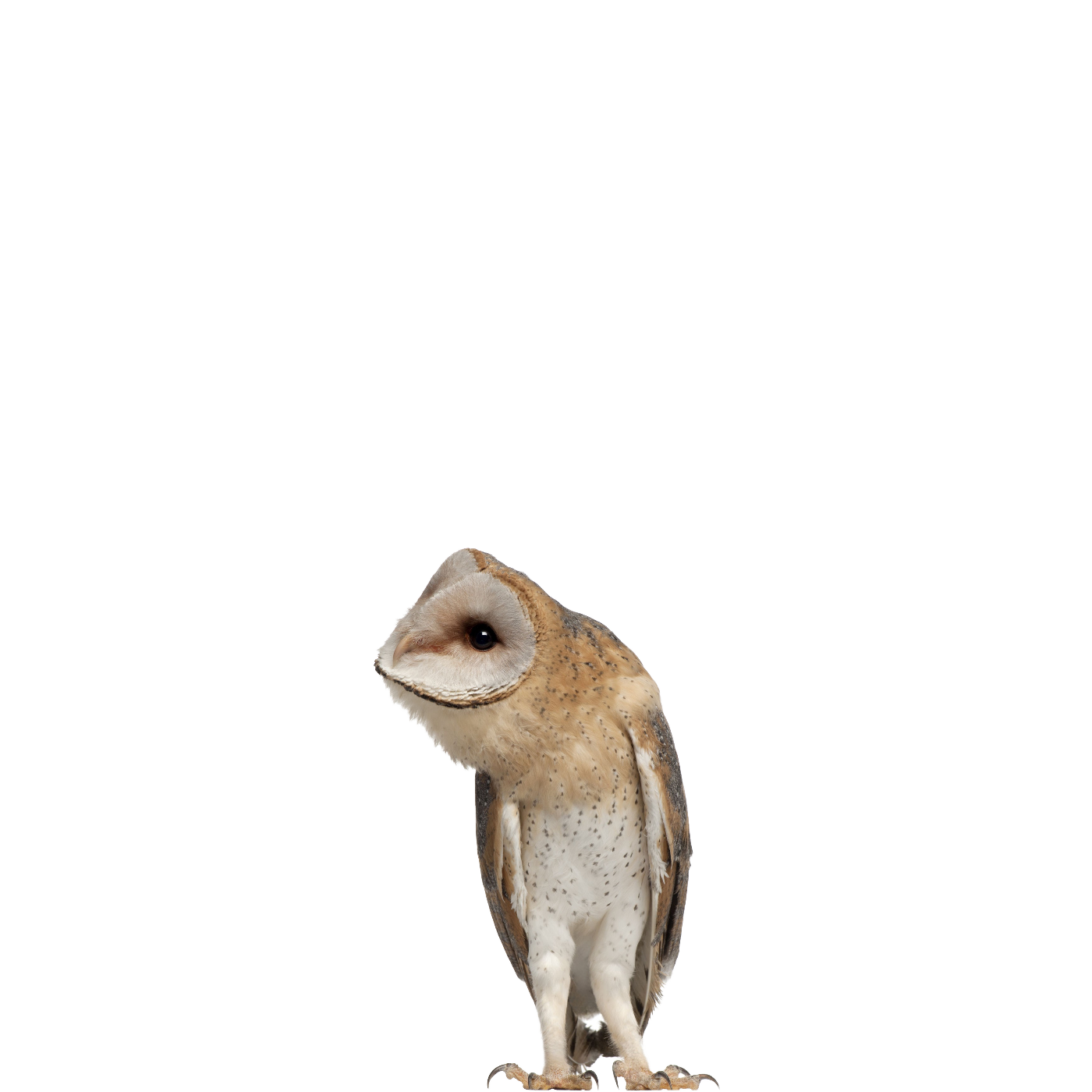 Barn Owl Name Origin