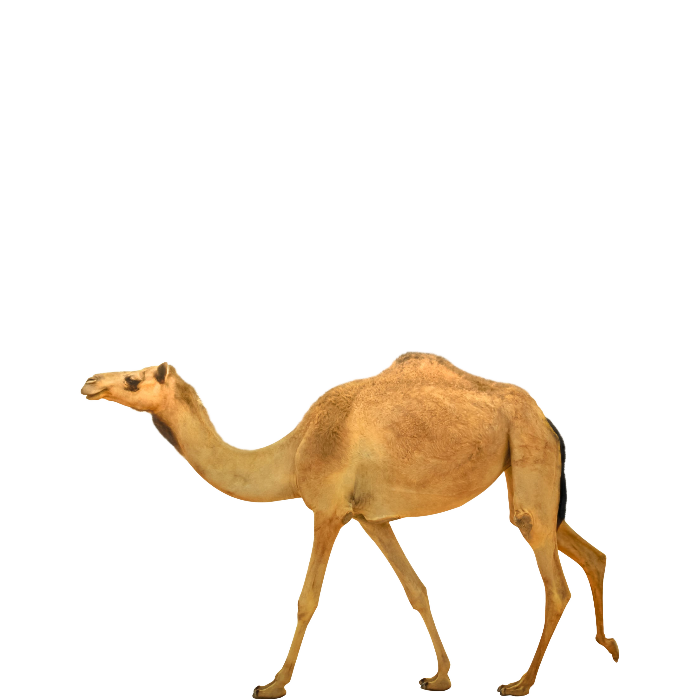 camel