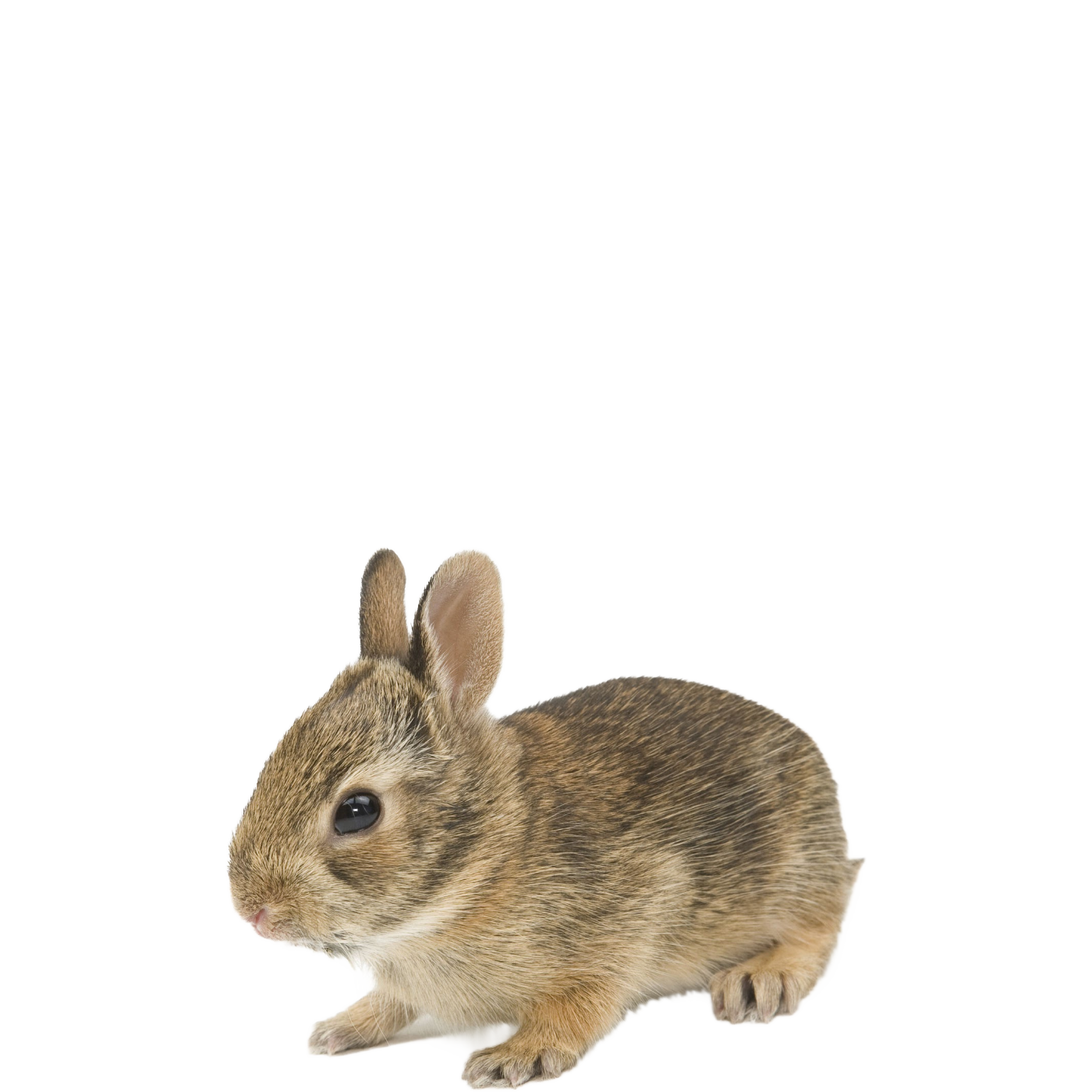 pet cottontail rabbit