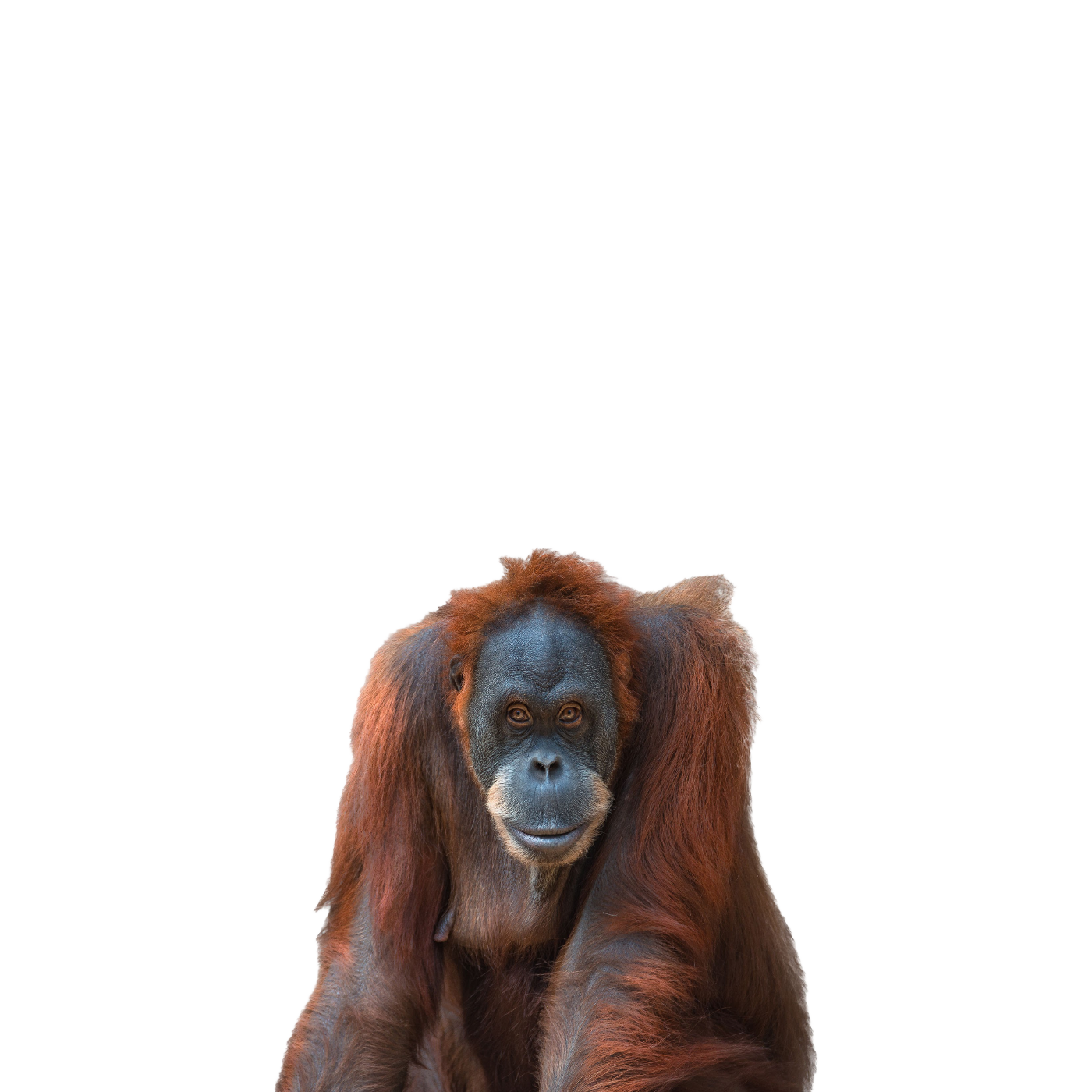 Orangutans