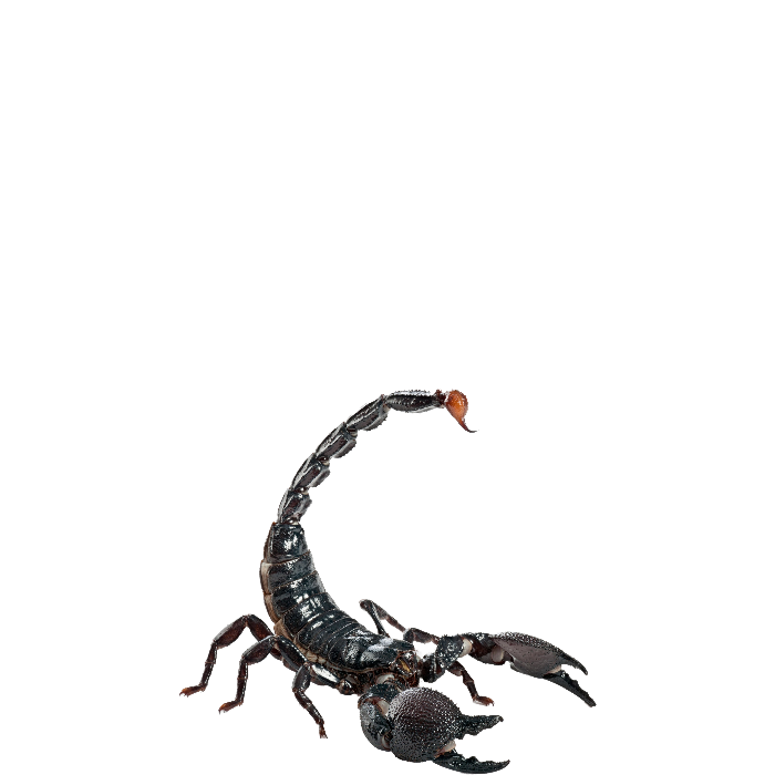 Scorpions Facts, Information, and Photos