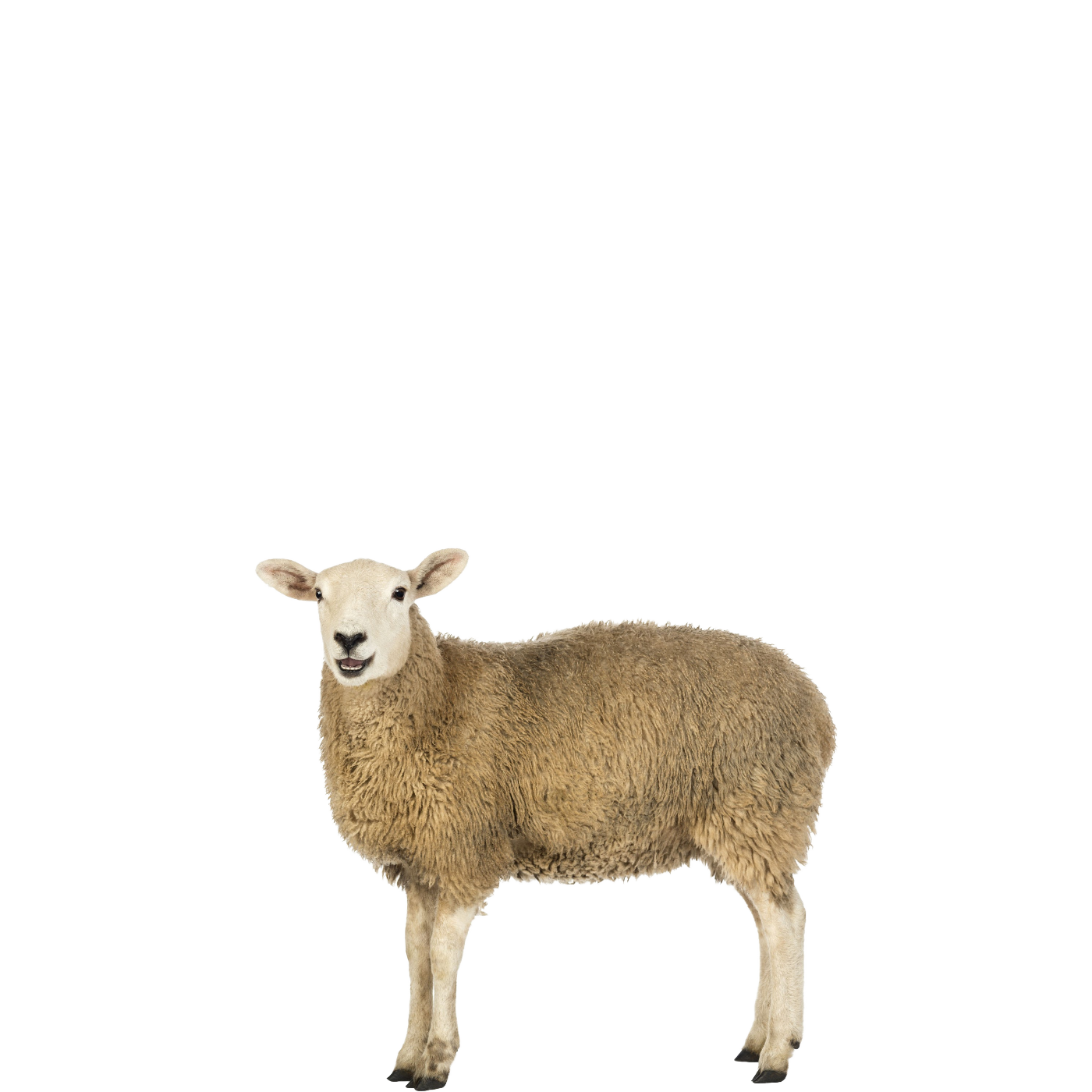 Dolly (sheep) - Wikipedia