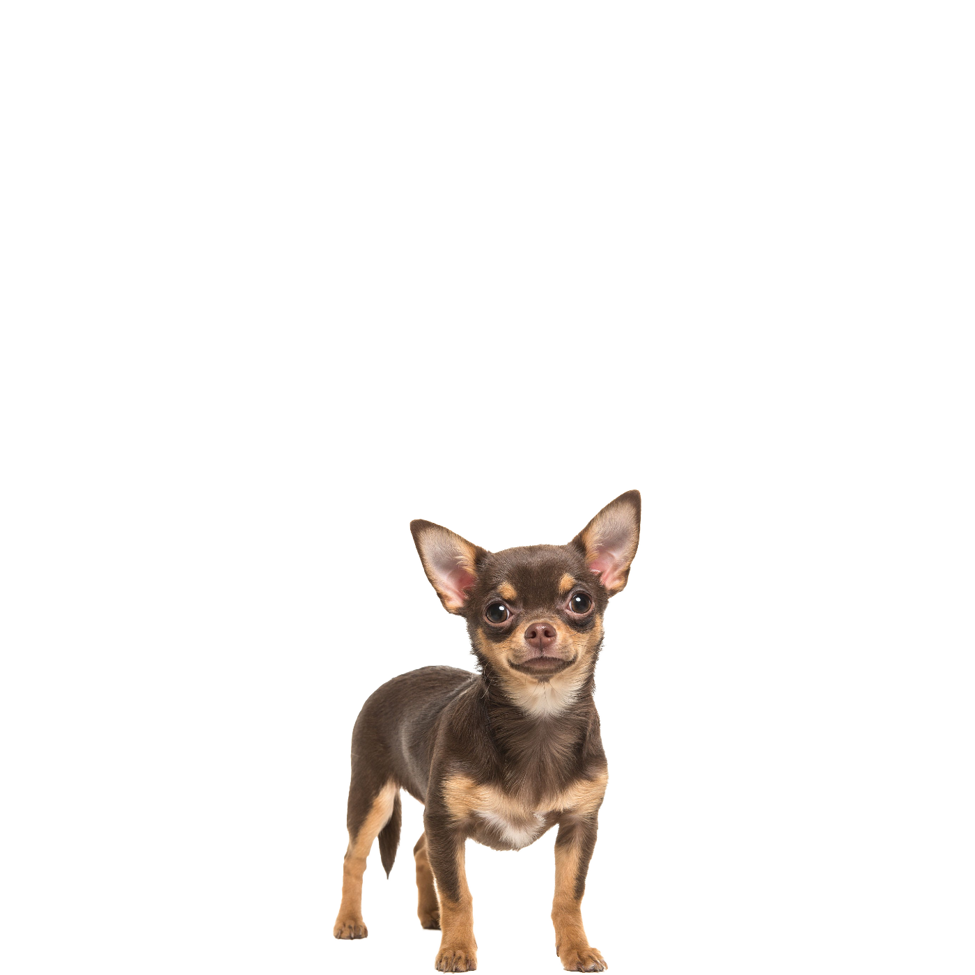 Chihuahuas